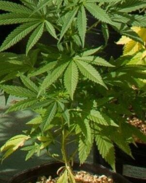 Golpe policial en Pie de Palo: Dos detenidos y hallazgo de marihuana