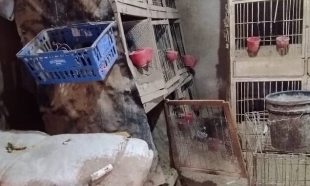 Secuestran gallos de pelea y un ring en un operativo rural en 25 de Mayo