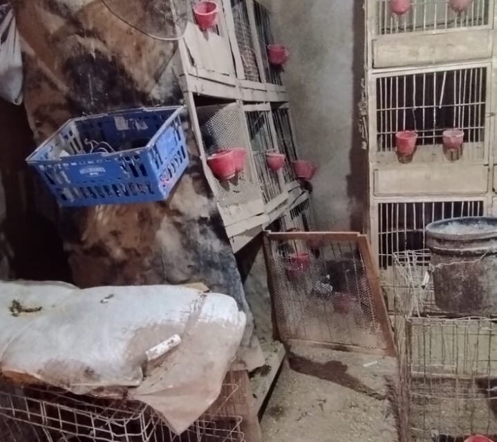 Secuestran gallos de pelea y un ring en un operativo rural en 25 de Mayo