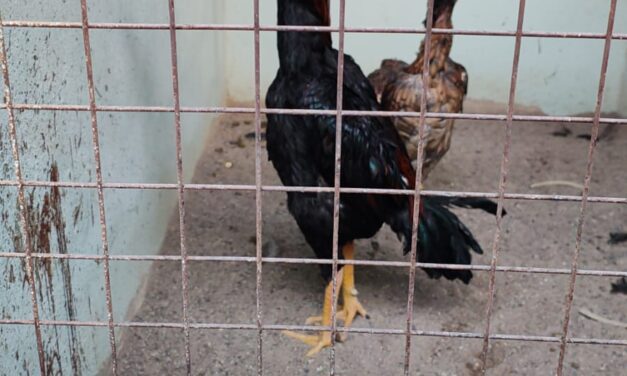 Secuestran 60 gallos de pelea en operativo rural