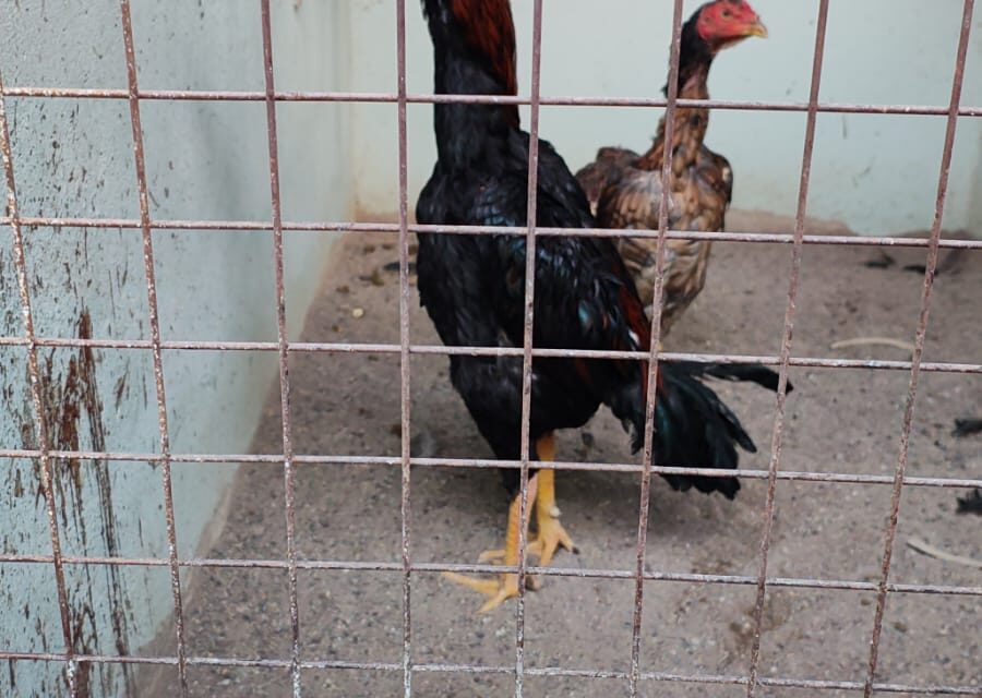 Secuestran 60 gallos de pelea en operativo rural