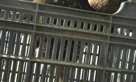 Entregó un gavilán herido a la Policía Rural en Angaco