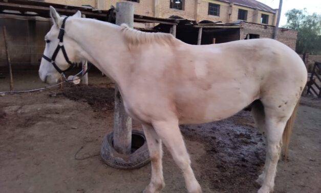 Secuestraron ocho caballos sueltos en operativos rurales en San Juan