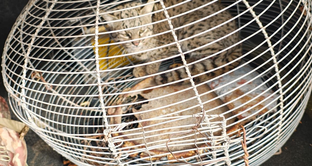 Rescatan a un gato montés herido en una vivienda de San Martín