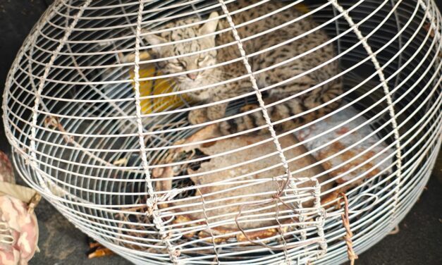 Rescatan a un gato montés herido en una vivienda de San Martín