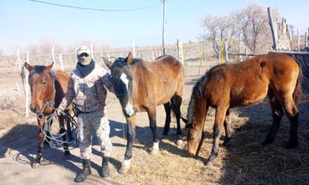 Recuperaron los tres caballos robados a la Escuela Agrotécnica de Sarmiento