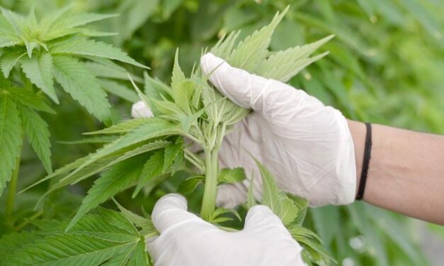 Cannabis medicinal orgánico: Un logro de CanMe en San Juan