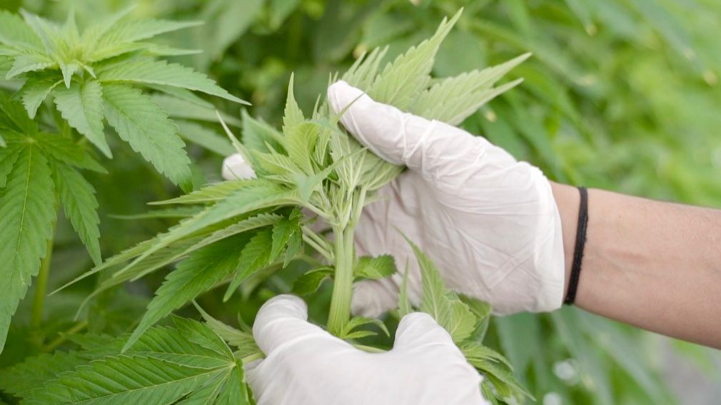 Cannabis medicinal orgánico: Un logro de CanMe en San Juan