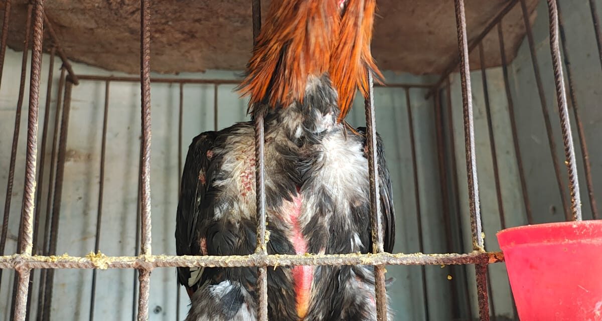Allanan otro criadero con gallos de riña