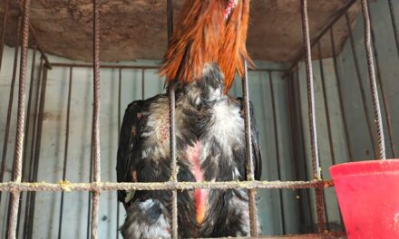 Allanan otro criadero con gallos de riña