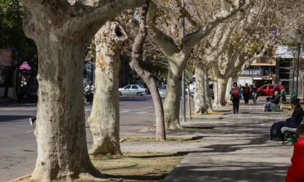 Árboles en San Juan: Una vida en riesgo por la sequía y el mal manejo