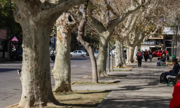 Árboles en San Juan: Una vida en riesgo por la sequía y el mal manejo