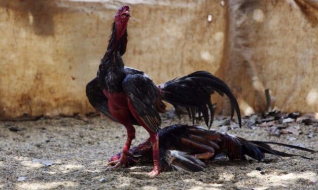 Secuestraron 12 gallos de riña que eran llevados a competir en La Rioja