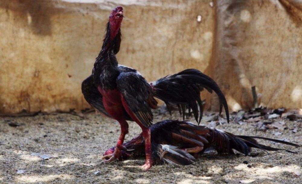 Secuestraron 12 gallos de riña que eran llevados a competir en La Rioja