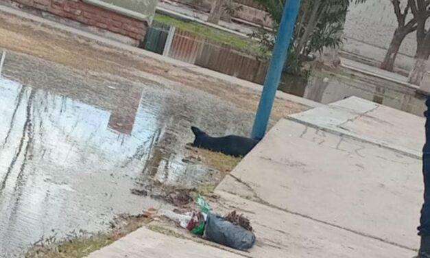 9 de Julio: Perro electrocutado en la Plaza Oscar Muñoz