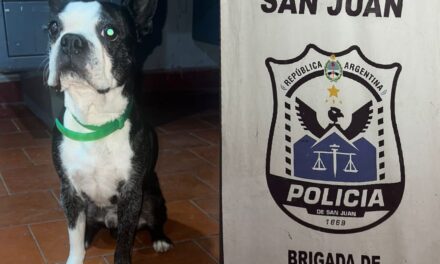 Recuperaron un bulldog francés robado en Pocito