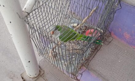 Detenido por intentar robar una mascota en Rivadavia