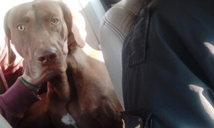 La Policía rescató a “Braco”, el perro robado en Rivadavia