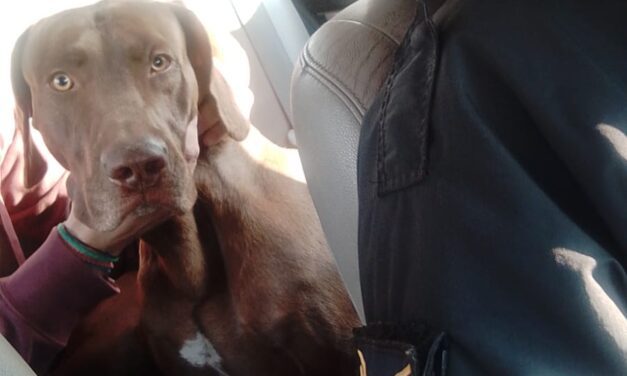 La Policía rescató a “Braco”, el perro robado en Rivadavia