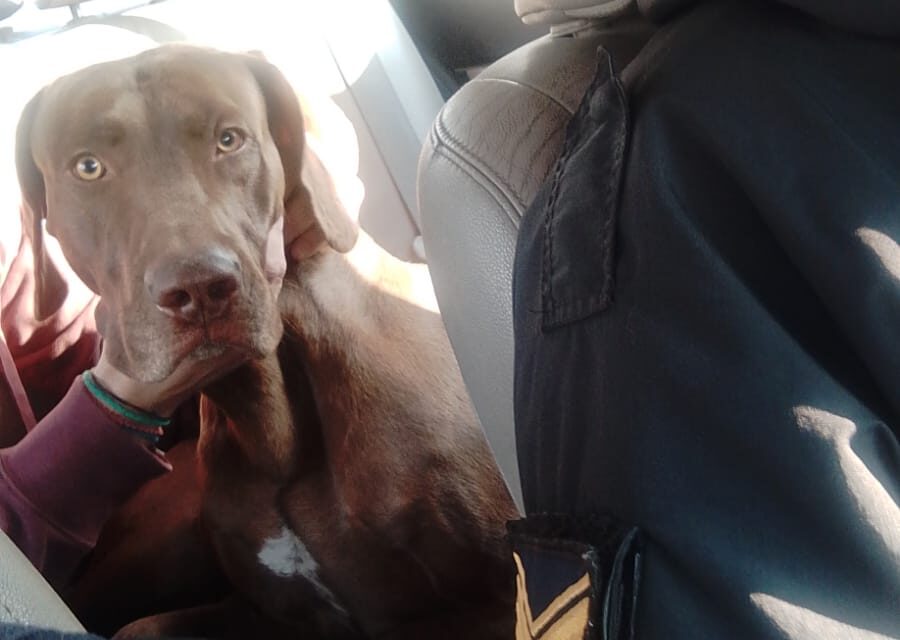 La Policía rescató a “Braco”, el perro robado en Rivadavia