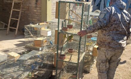 Allanamientos en 25 de Mayo y Caucete: secuestran aves, gallos de riña, marihuana y un arma de fuego