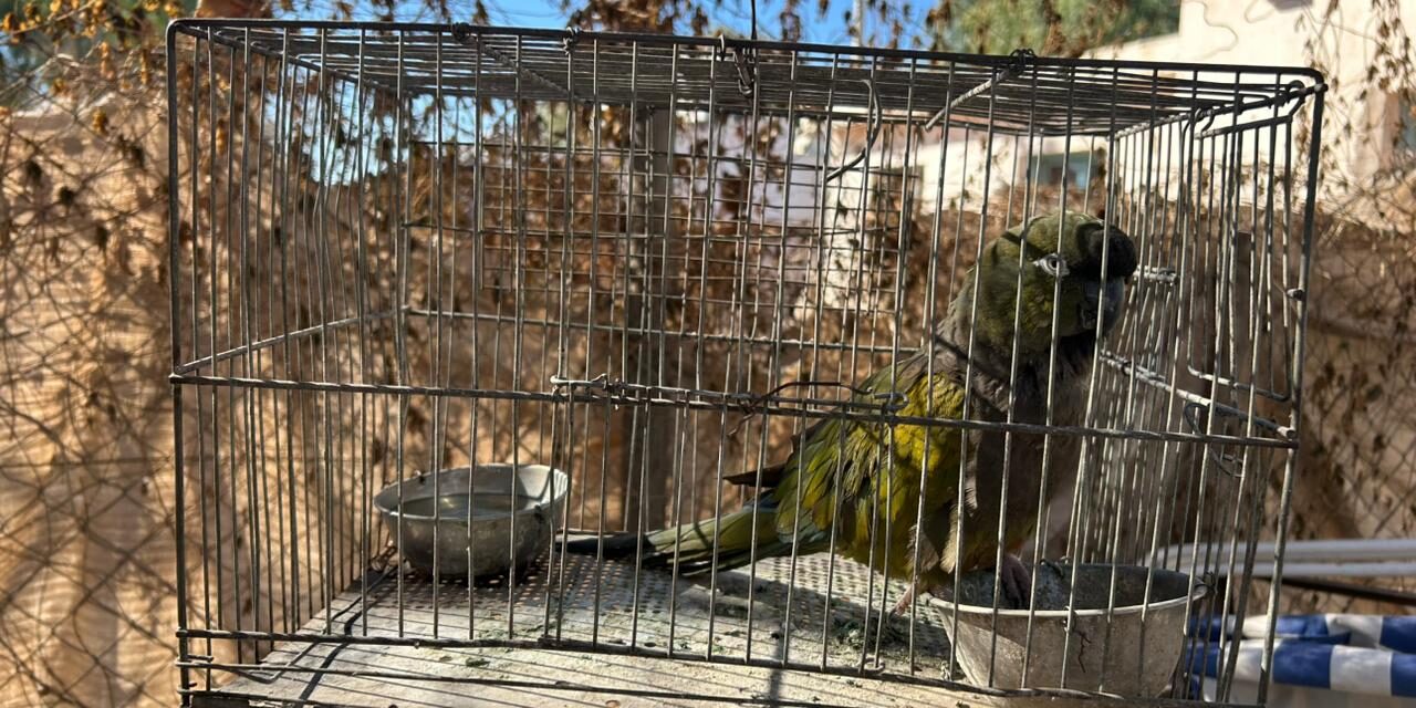 Operativo en San Carlos y Sarmiento: Secuestran aves autóctonas y elementos vinculados a robos