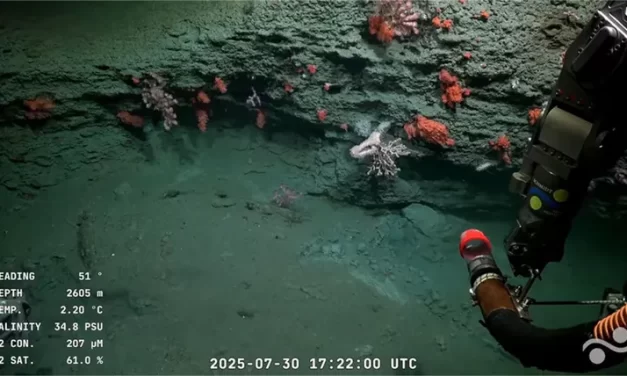 Exploradores del abismo: La expedición del CONICET que redescubrió el Mar Argentino