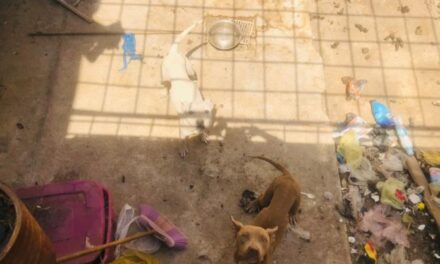 Último momento: Fallece el propietario de una vivienda céntrica y quedan 15 perros desprotegidos