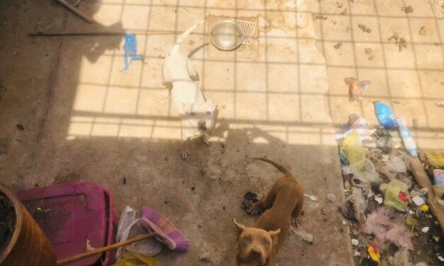 Último momento: Fallece el propietario de una vivienda céntrica y quedan 15 perros desprotegidos