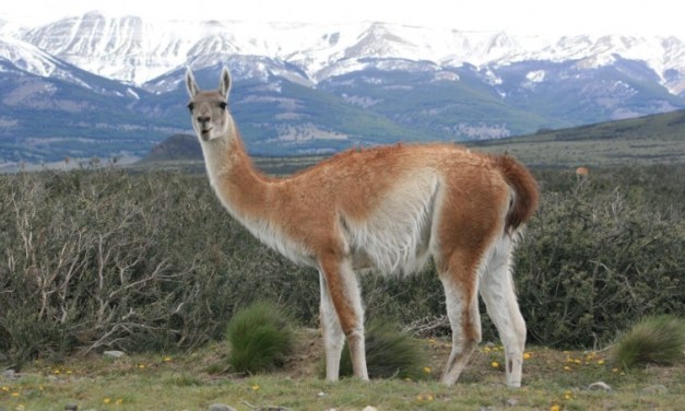 La UNSJ colabora en un relevamiento de guanacos en Calingasta vinculado al proyecto Pachón
