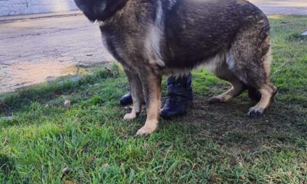 Histórico en la Policía de San Juan: Primera cirugía a una perra de la División Canes