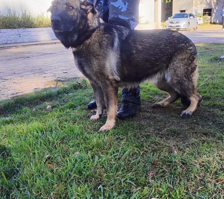 Histórico en la Policía de San Juan: Primera cirugía a una perra de la División Canes
