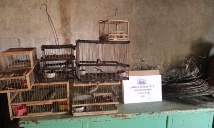 Allanamientos en Caucete: Hallan objetos robados y aves autóctonas