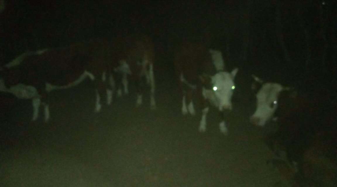 Recuperaron cuatro vacunos robados en Vallecito