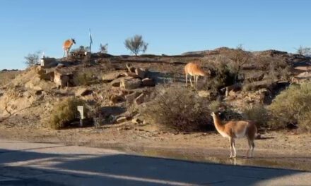 Una postal inesperada en Ischigualasto (video): La naturaleza que sorprende al visitante