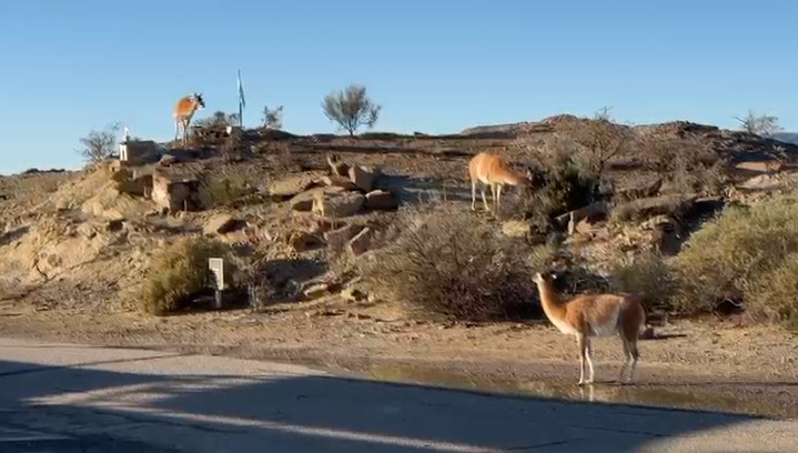 Una postal inesperada en Ischigualasto (video): La naturaleza que sorprende al visitante