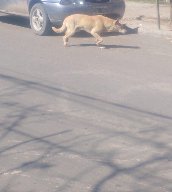 Quedó atrapado en un túnel de paredes y lo rescataron los bomberos (video): El increíble caso de un perro en San Juan