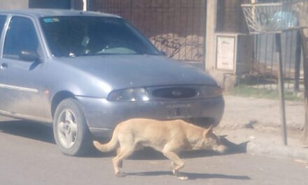 Quedó atrapado en un túnel de paredes y lo rescataron los bomberos (video): El increíble caso de un perro en San Juan