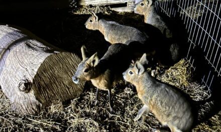 Recuperaron cuatro maras patagónicas que habían ingresado a una vivienda en Albardón
