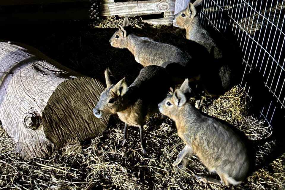 Recuperaron cuatro maras patagónicas que habían ingresado a una vivienda en Albardón