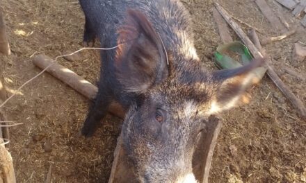 Un vecino de Sarmiento entregó voluntariamente un jabalí