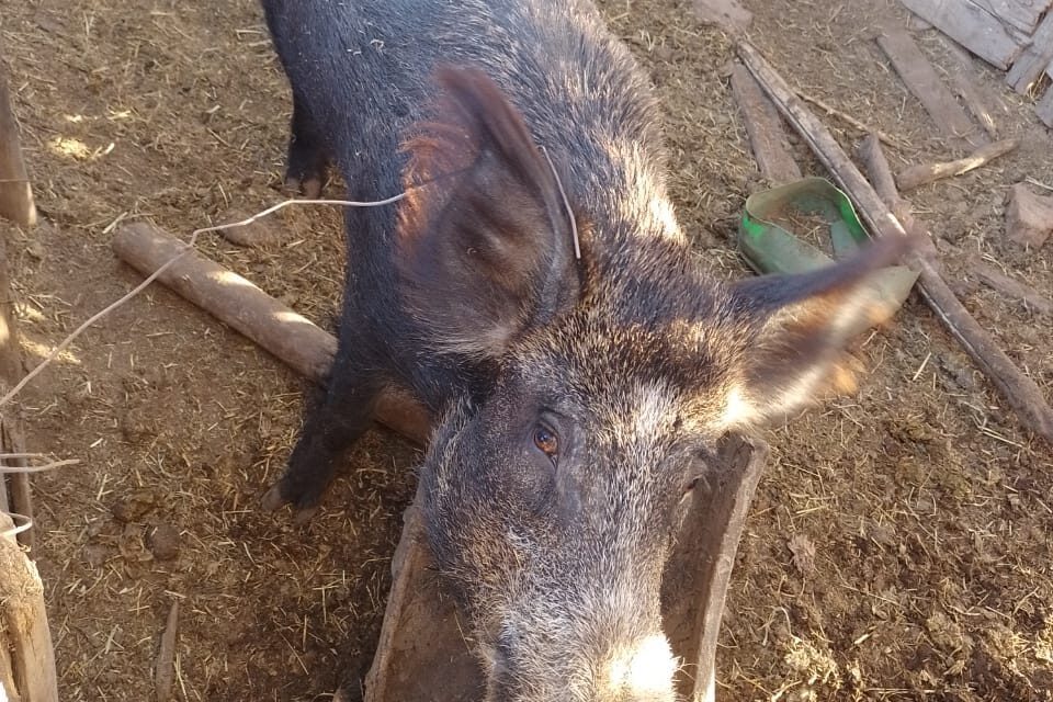 Un vecino de Sarmiento entregó voluntariamente un jabalí