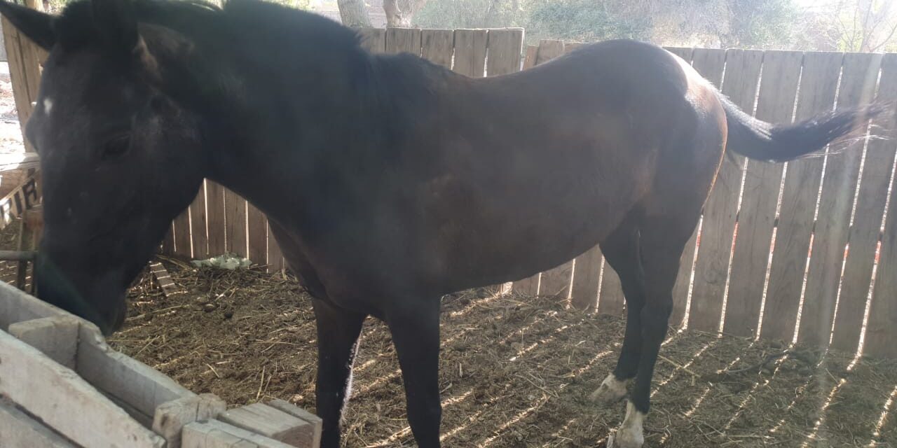 Donan un caballo a una escuela agrotécnica en Capital