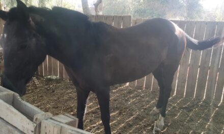 Donan un caballo a una escuela agrotécnica en Capital