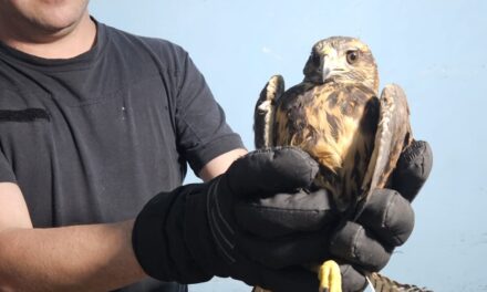 Operativo rural: Secuestraron animales sueltos y detectaron un caso de maltrato en Albardón, Jáchal e Iglesia