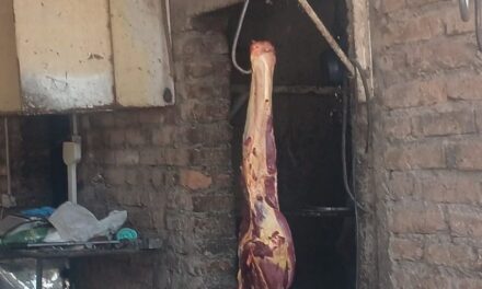 Allanaron una carnicería clandestina en Rawson: Vendían carne de caballo