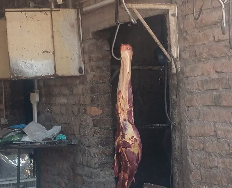 Allanaron una carnicería clandestina en Rawson: Vendían carne de caballo