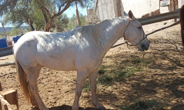 Recuperan un caballo robado y detienen a un sospechoso en Caucete