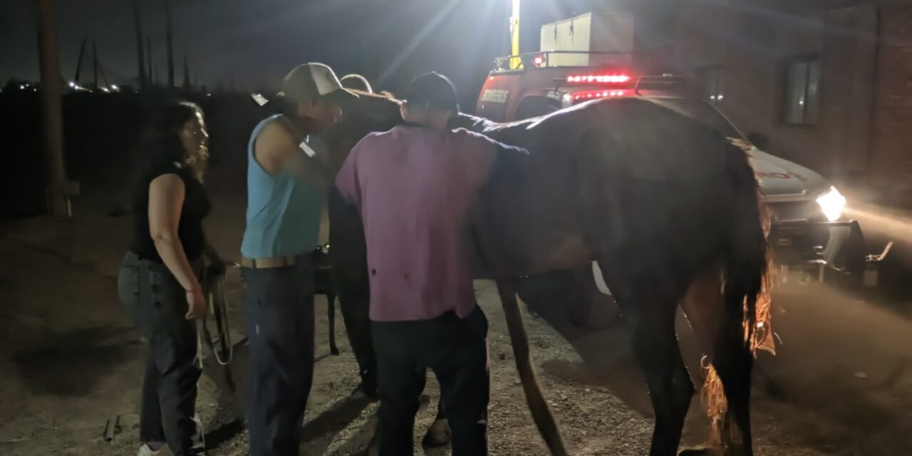 Rescate exitoso de un caballo atrapado en un pozo en Pocito: Mirá el vídeo del rescate