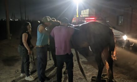 Rescate exitoso de un caballo atrapado en un pozo en Pocito: Mirá el vídeo del rescate